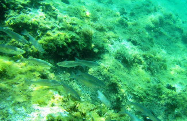 Sea of Eden - Foto 19