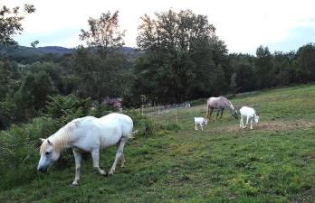 Gîte Ô Nature - Foto 14