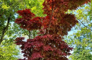 Domaine de l'Ermitage - Foto 79