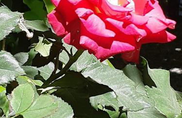 Cortijo Balzain - Foto 51