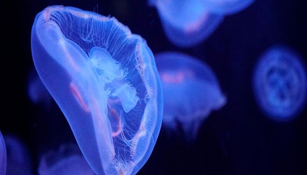 Aquarium de Paris - Billet - Photo 3