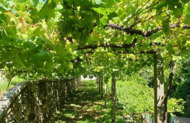 Quinta da Vinha Velha - Foto 17