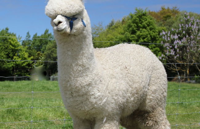 Silverstream Alpaca Farmstay and Tour - Foto 17