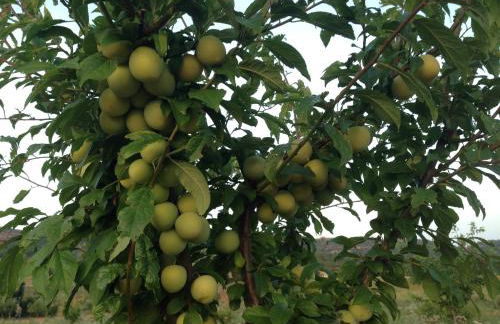 Mas de Leon - Foto 135