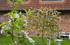 Landhaus Wohnung 30 Min bis Hamburg - Foto 5