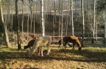 Nad Potokiem z Alpakami - Foto 29