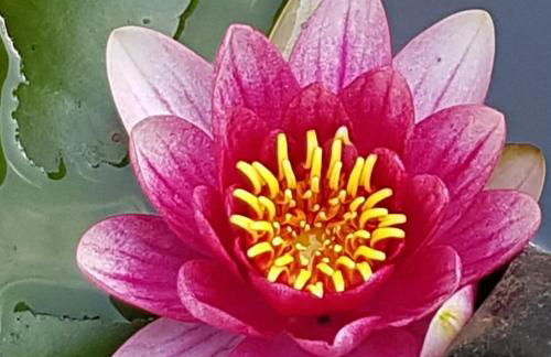 Ferienwohnung Seerose - Foto 1