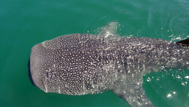 Observation and Swimming with Whale Sharks - Photo 2