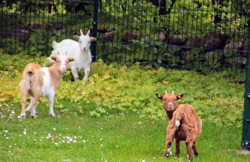 RosenGärtchen - Foto 21