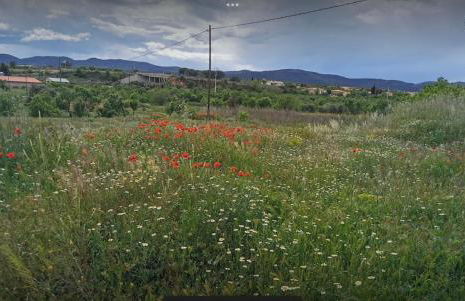 Casa Aurora, mi aldea ,entre viñas y almendros - Foto 14