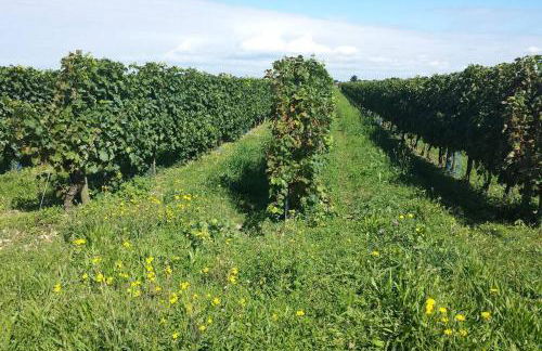 La Virginie - Suite Ile'Ô - Foto 31