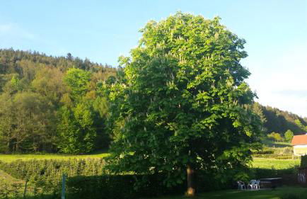 Haus Annemarie - Foto 25