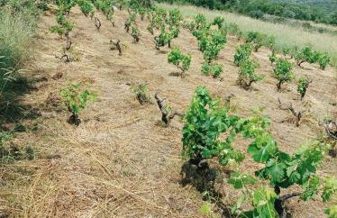 Green paradise - Photo 28