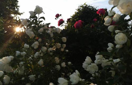 Stara Stolarnia - Foto 44