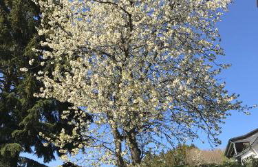 Villa Im Bongert - Tor zum Nationalpark Eifel - Photo 34