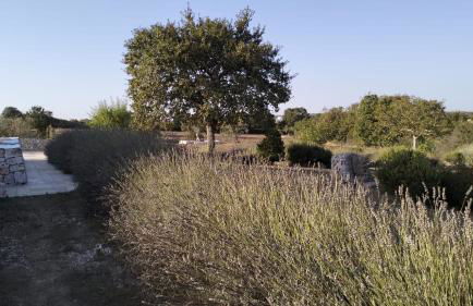 Trullo Dimora Podere Papilio - Foto 31