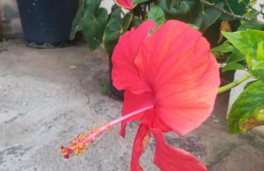 CASA CUEVA y CASITA RURAL EL PERUCHO - Foto 6