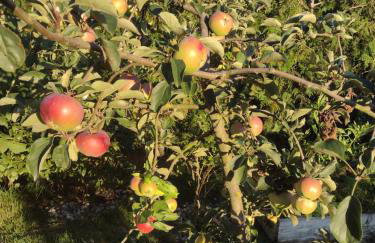 słoneczny domek II - Foto 8