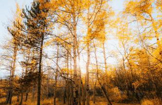 20 min to Yellowstone, Family Cabin, Fire Pit - Photo 8