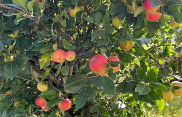 Luxurious Granny House Bell Busk in Malhamdale - Foto 38