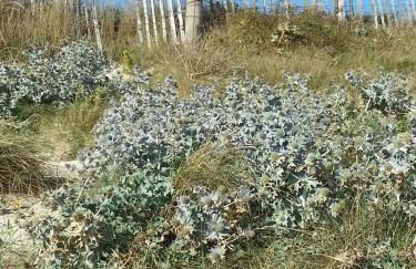 Maison Ty Mel à 3 km des plages - Photo 21