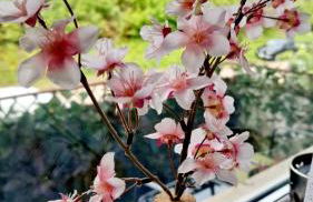 Holiday Apartment near Triberg Waterfall - Foto 13