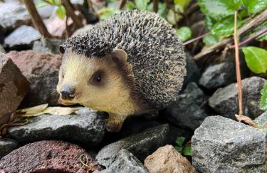 Domki Zorza - Foto 22