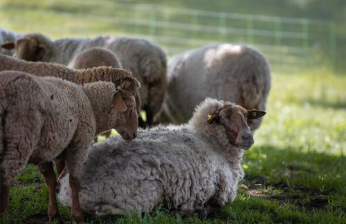 Sonnenscheinhaus Wohnung 3 - Foto 10