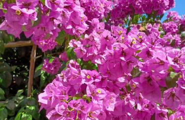 Apartman Mi - Foto 6