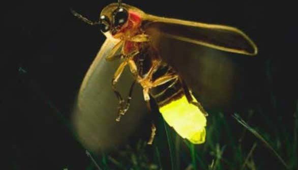 Visita guiada por el Santuario de las Luciérnagas - Foto 2, Luciérnagas en Nanacamilpa