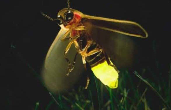 Night at the Firefly Sanctuary - Photo 6