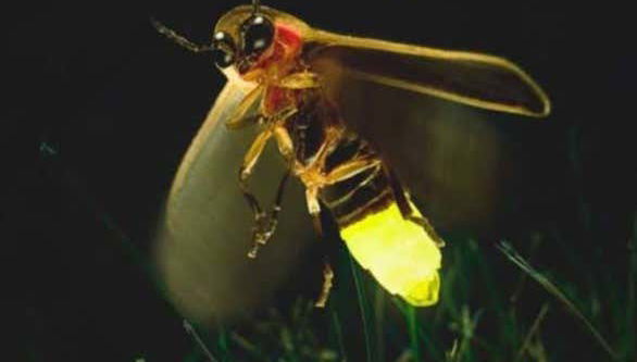 Fireflies in Nanacamilpa