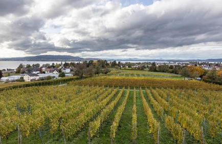 Die Ferienwohnung - Foto 45