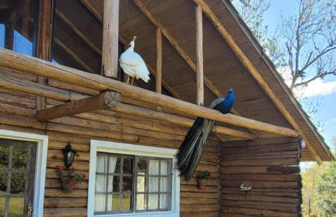 Cabana do Lago- Morro da Borússia - Foto 39