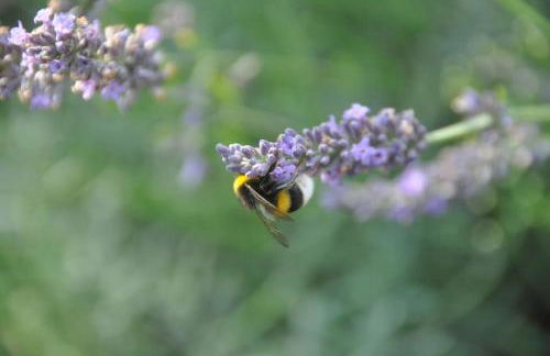 Alles am Fluss in Lüneburg - Foto 19