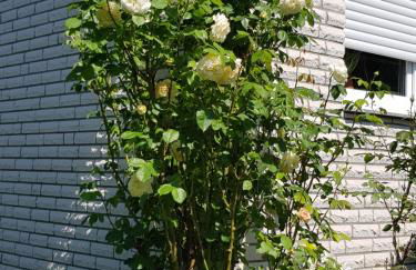 Ferienwohnung Monschauer Land - Foto 42