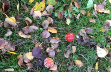 Ferienwohnung Tante Lise - Foto 77