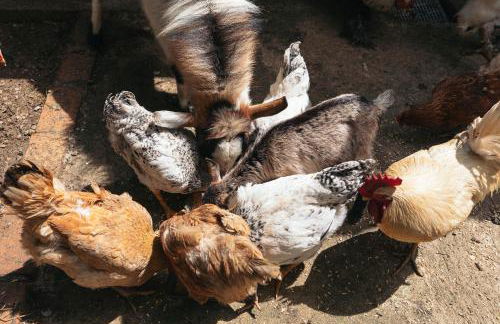 Villa Lolù - Photo 74