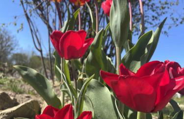 Lieu paisible et indépendant - Foto 25