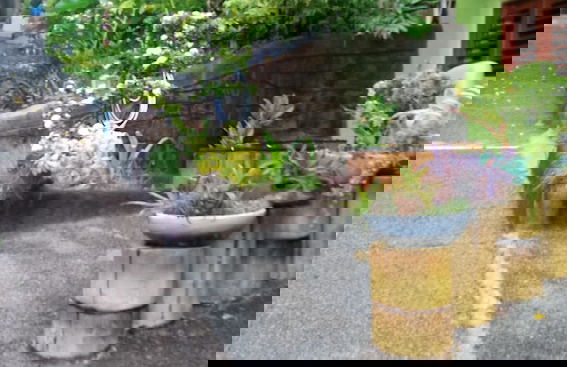 Bamboo Flat Residencial - Photo 79