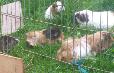 The LITTLE HOUSE in HULL - Foto 52