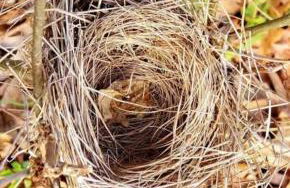 Historic Canal Home on Nature Preserve - Foto 77