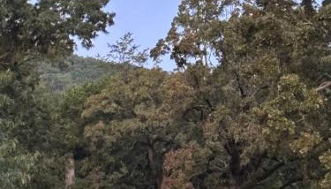 Paw Paw Tree Estate - Foto 2