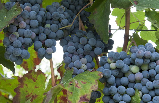 Lambrusco Winery Tour - Photo 1