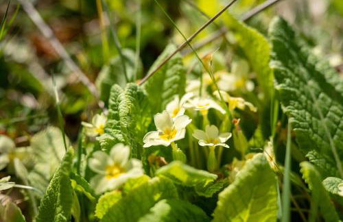 Maloca' Robretières - Photo 22