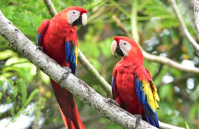 Excursión al Parque Nacional Corcovado - Foto 1