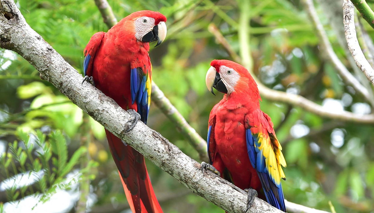 Excursión al Parque Nacional Corcovado