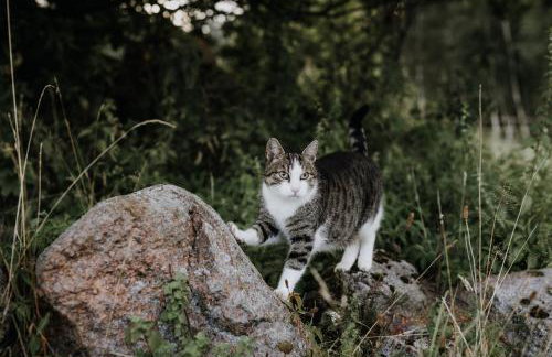 Zagroda Kuwasy - Foto 15