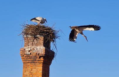 Wengertshaus - Foto 24