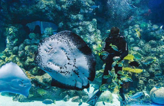 Entrada al Acuario de Cairns - Foto 6